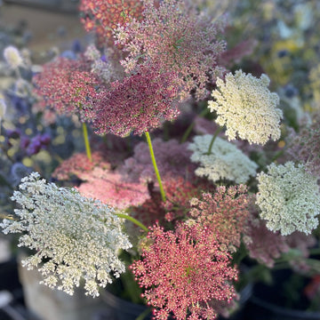 Chocolate Lace Flower by the bunch