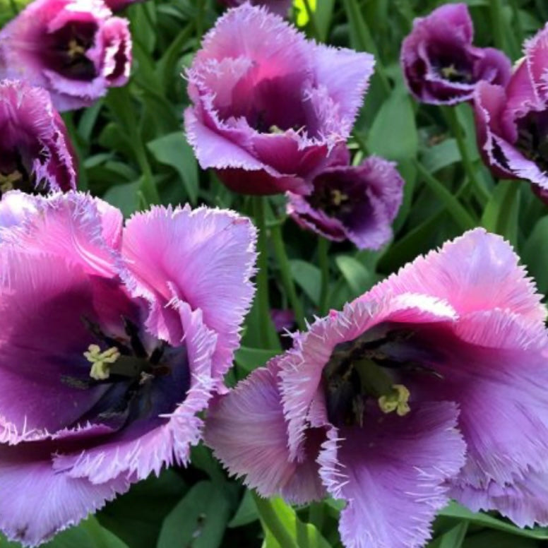 Tulip Louvre - 10 Bulbs