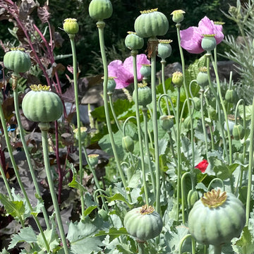 Poppy Pods - dried by the bunch