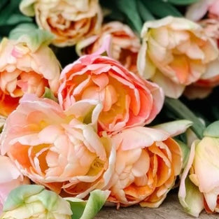 Tulip Charming Lady - 10 bulbs