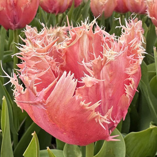 Tulip Paleis Het Loo - 10 Bulbs