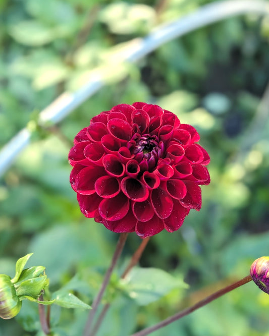 Dahlia - Jason Matthew