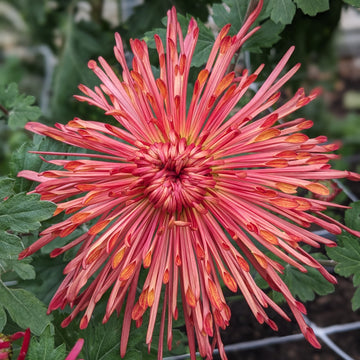 Chrysanthemum - Judith Baker x 2