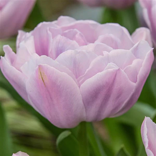 Tulip Katinka - 10 Bulbs