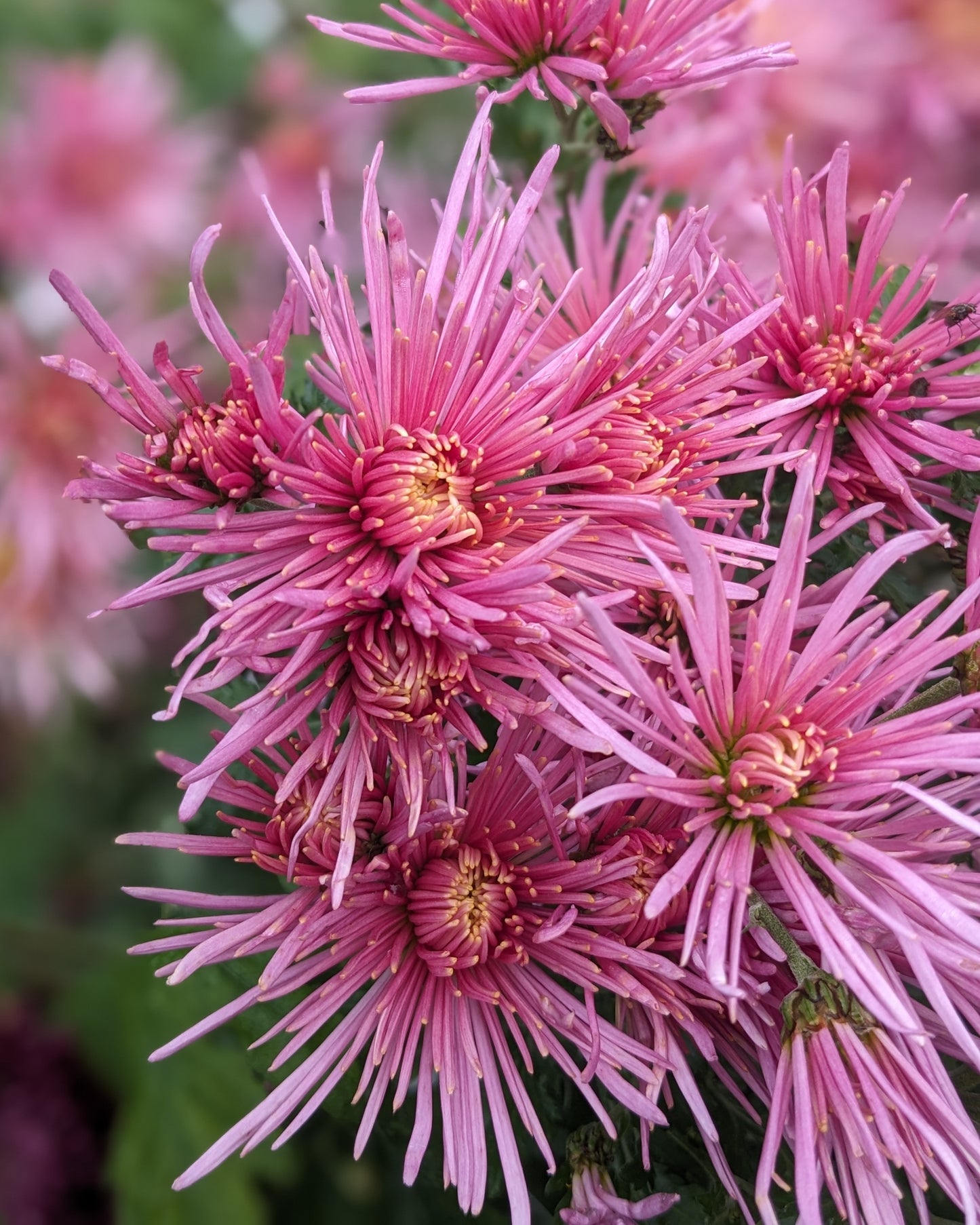 Chrysanthemum - King's Delight x 2
