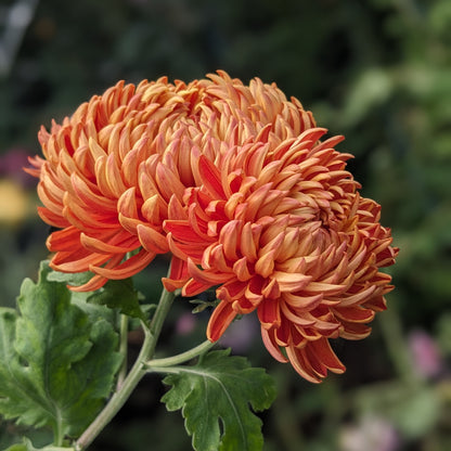 Chrysanthemum - Lillian Shoesmith x 2