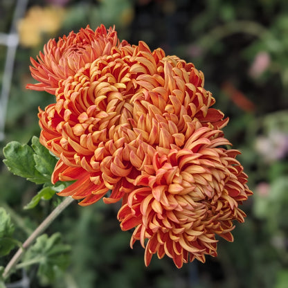 Chrysanthemum - Lillian Shoesmith x 2