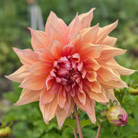 Dahlia Mango Madness