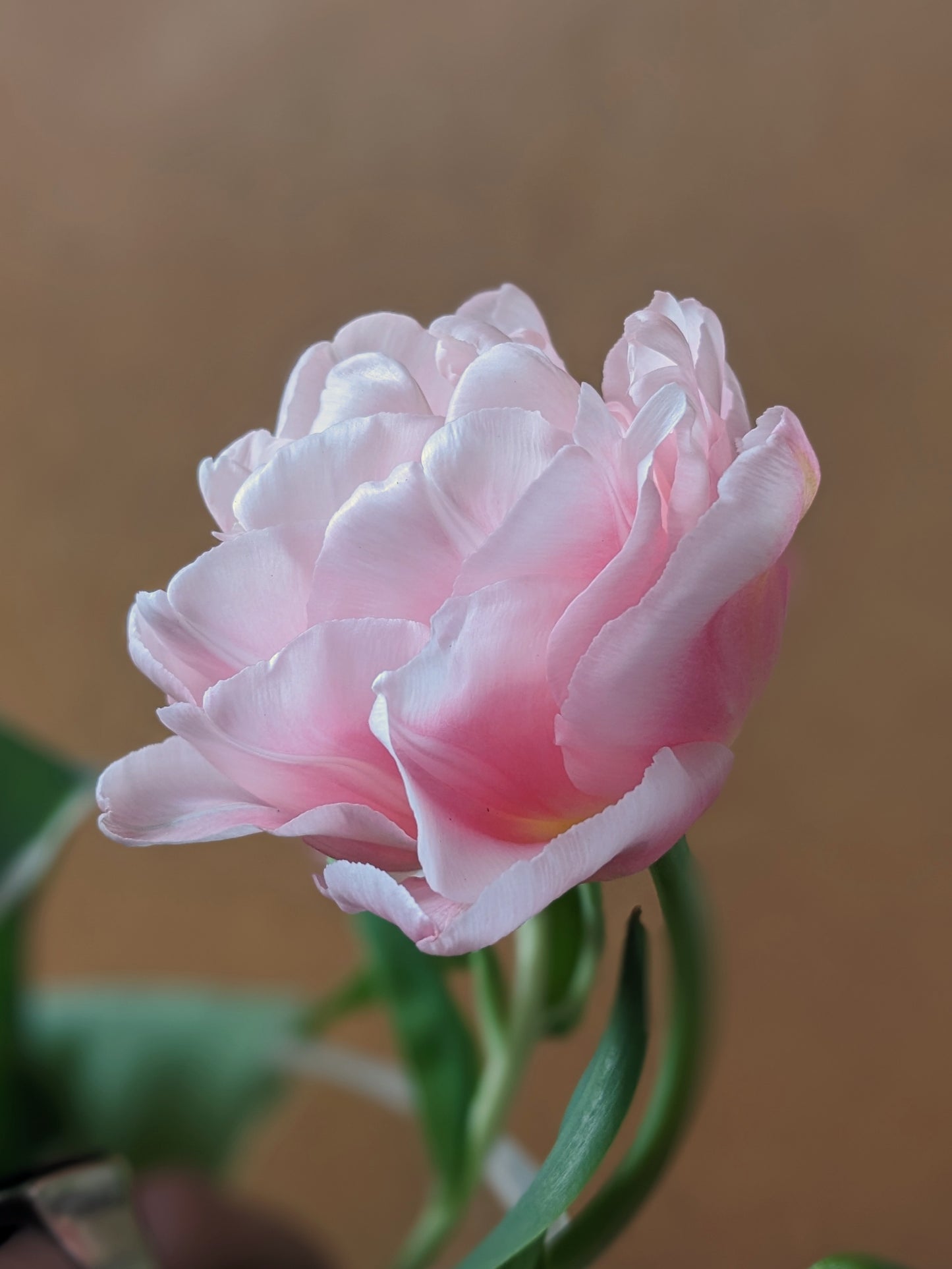 Tulip Mariage - 10 Bulbs