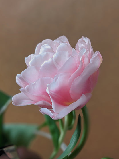 Tulip Mariage - 10 Bulbs