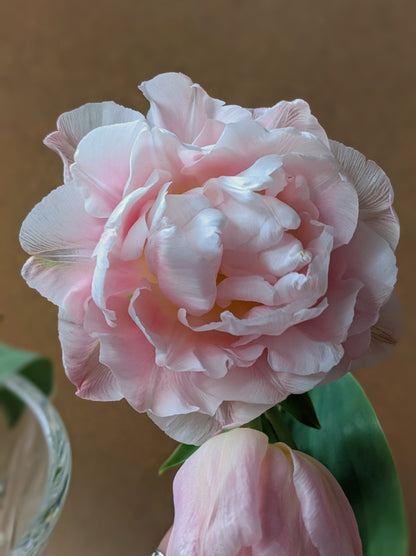 Tulip Mariage - 10 Bulbs