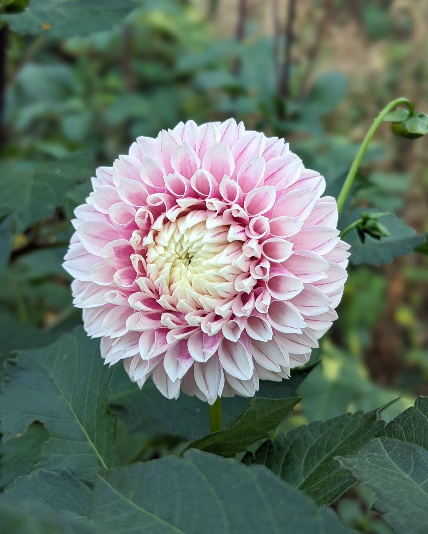 Dahlia - Marshmellow Baby