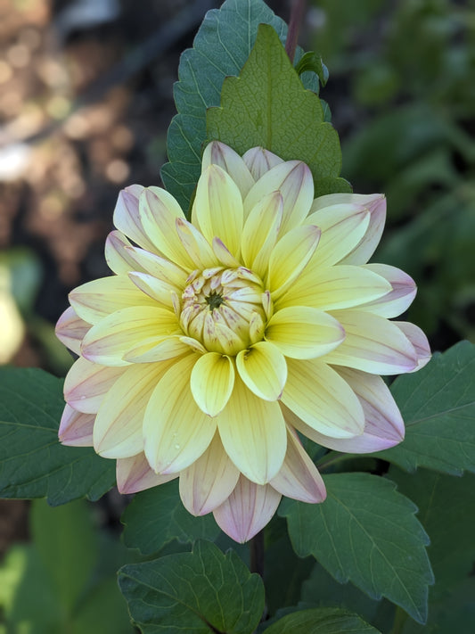 Dahlia - Mondriaan