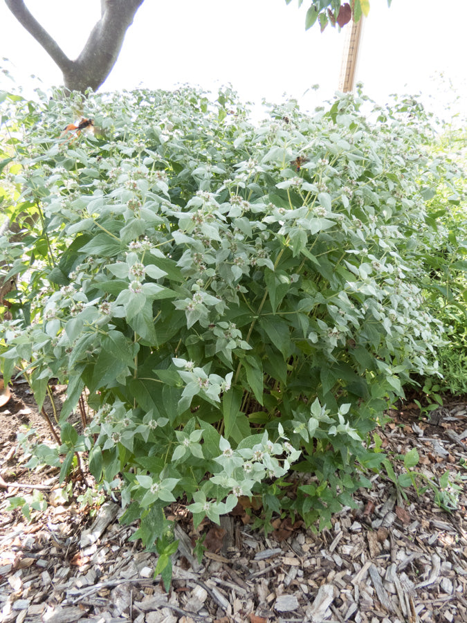 Mountain Mint