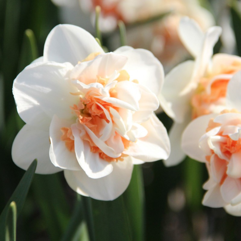 Narcissus 'Pink Paradise' - 10 Bulbs