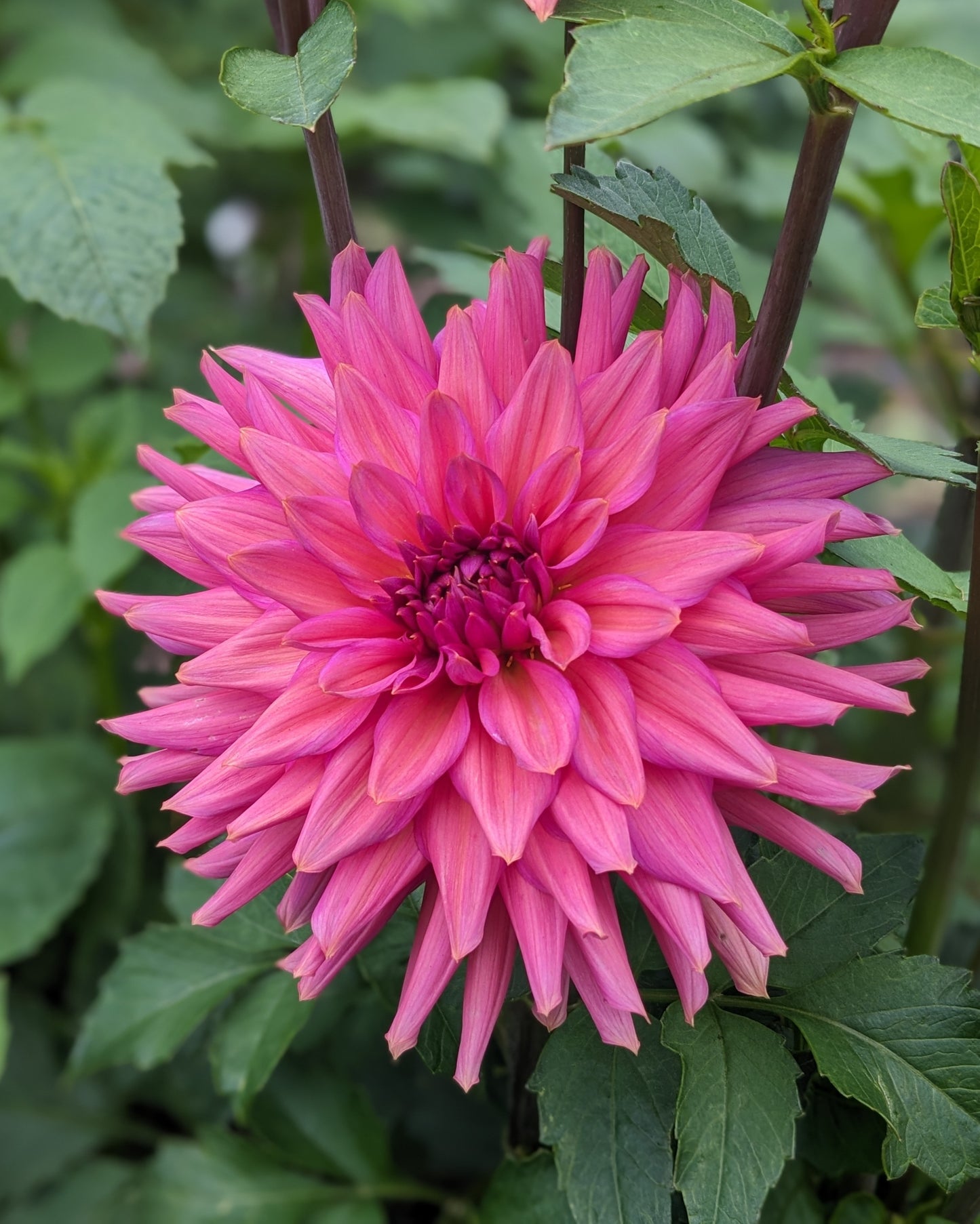 Dahlia - Negroni Sunset