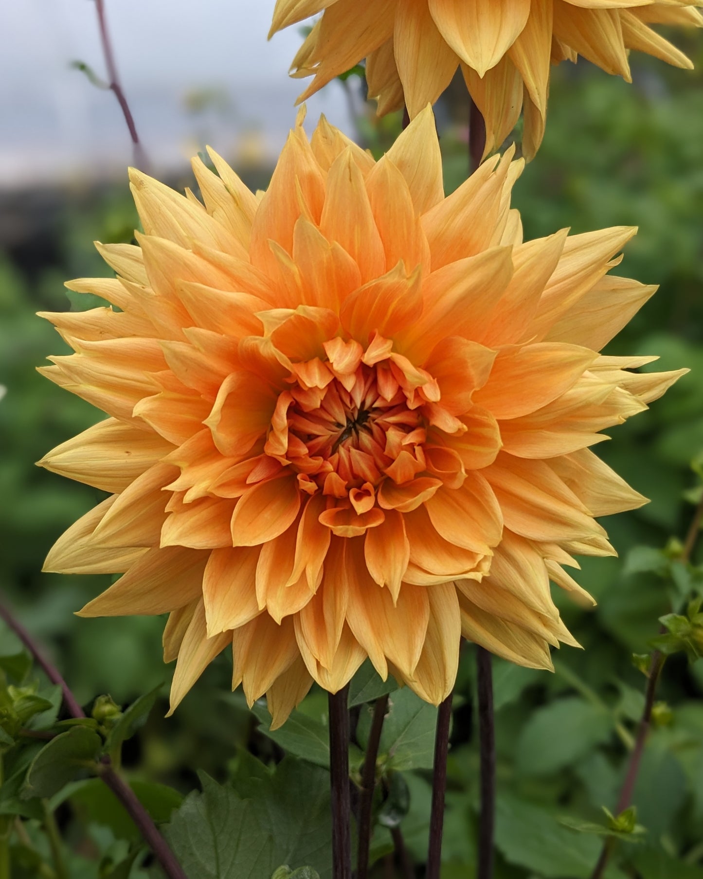 Dahlia - Noordwijk's Glorie