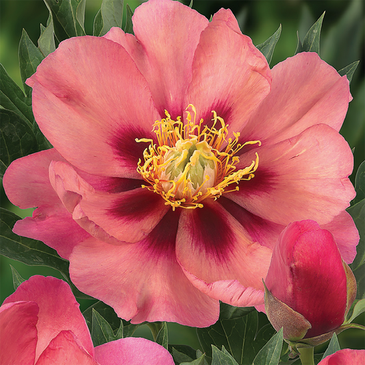 Potted Peony 'Old Rose Dandy'