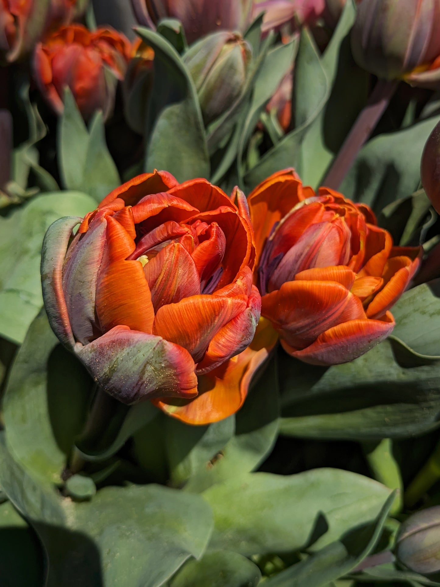Tulip Orange Princess - 10 Bulbs