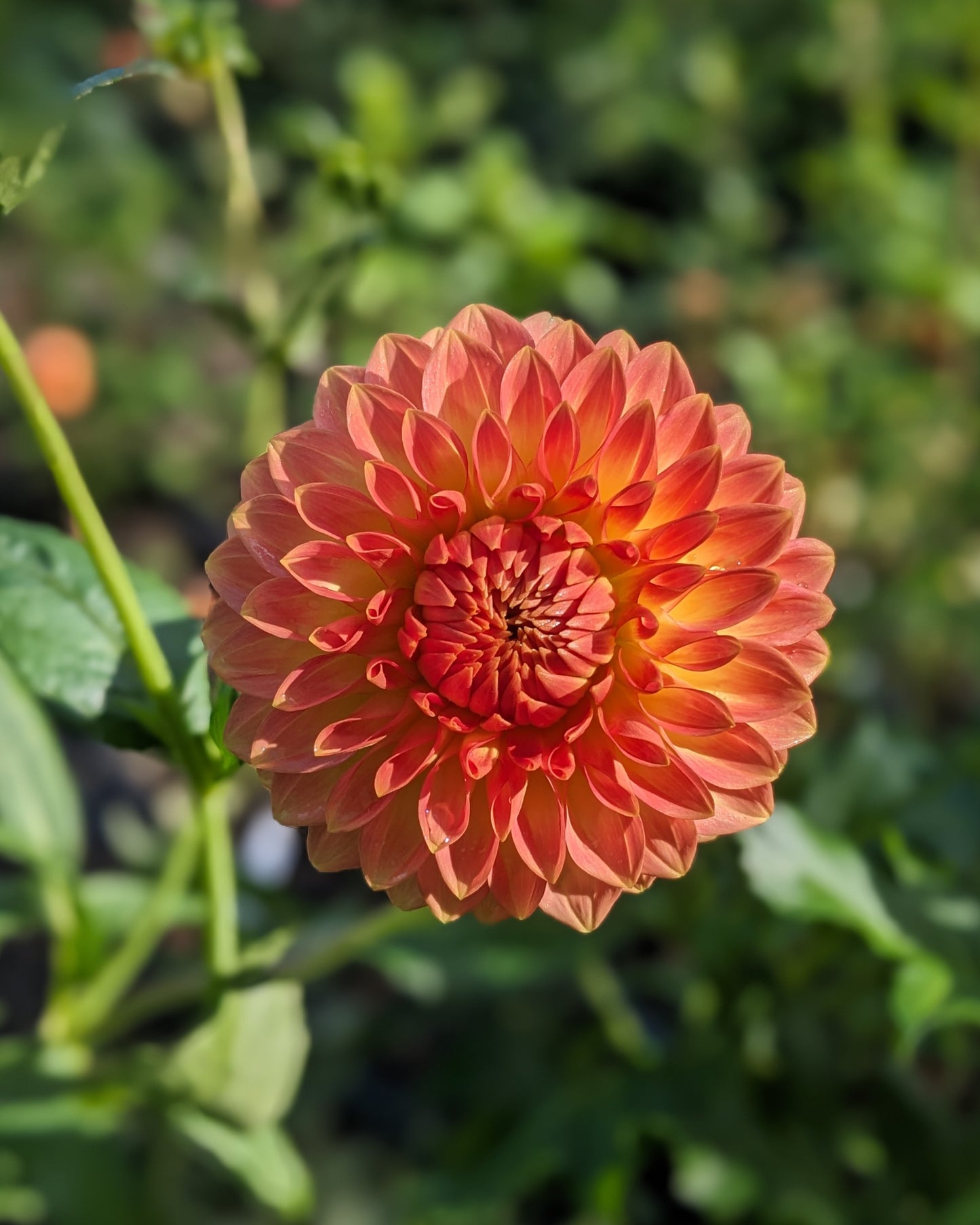 Dahlia - Oreti Adele