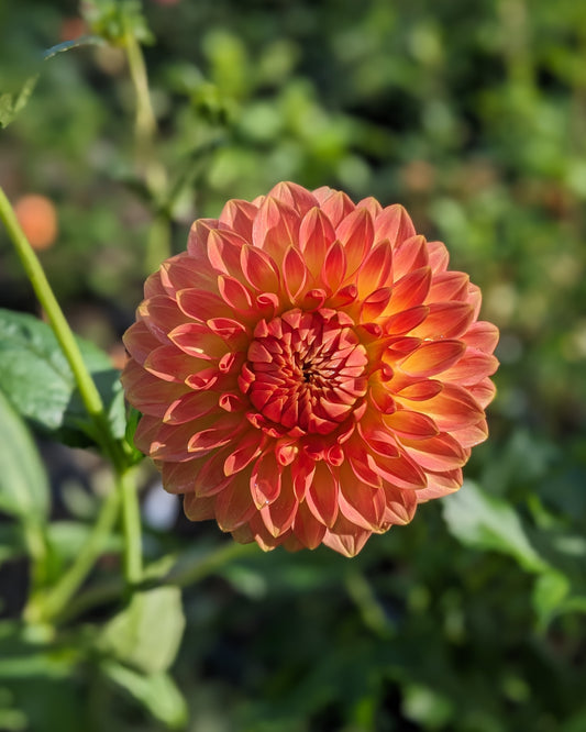 Dahlia - Oreti Adele
