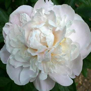 Peony 'Gardenia'