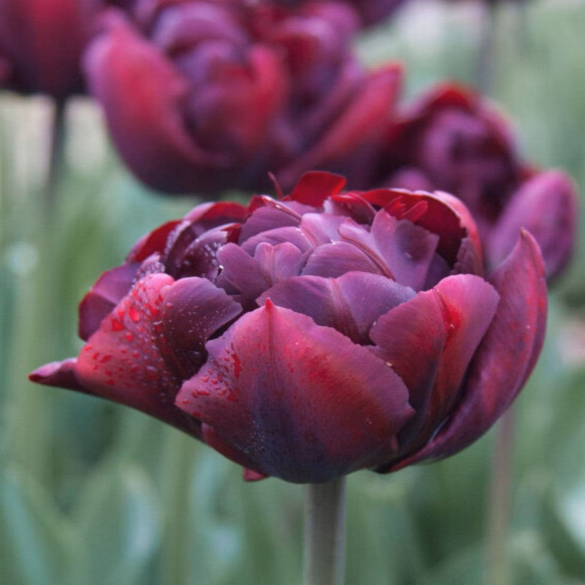 Tulip Palmyra - 10 Bulbs