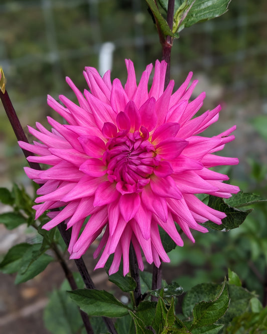 Dahlia - Parkland Rave