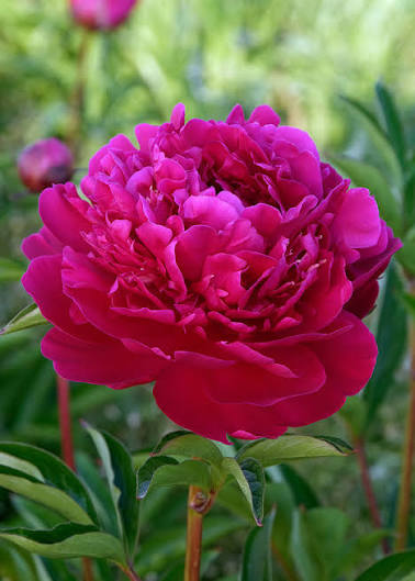 Peony Root 'Paul M. Wild'
