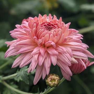 Chrysanthemum - Peach John Wingfield x 2