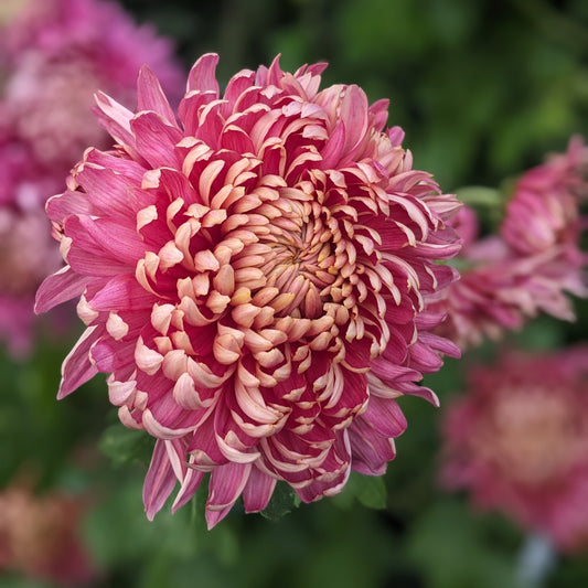 Chrysanthemum - Peach Fairweather x 2