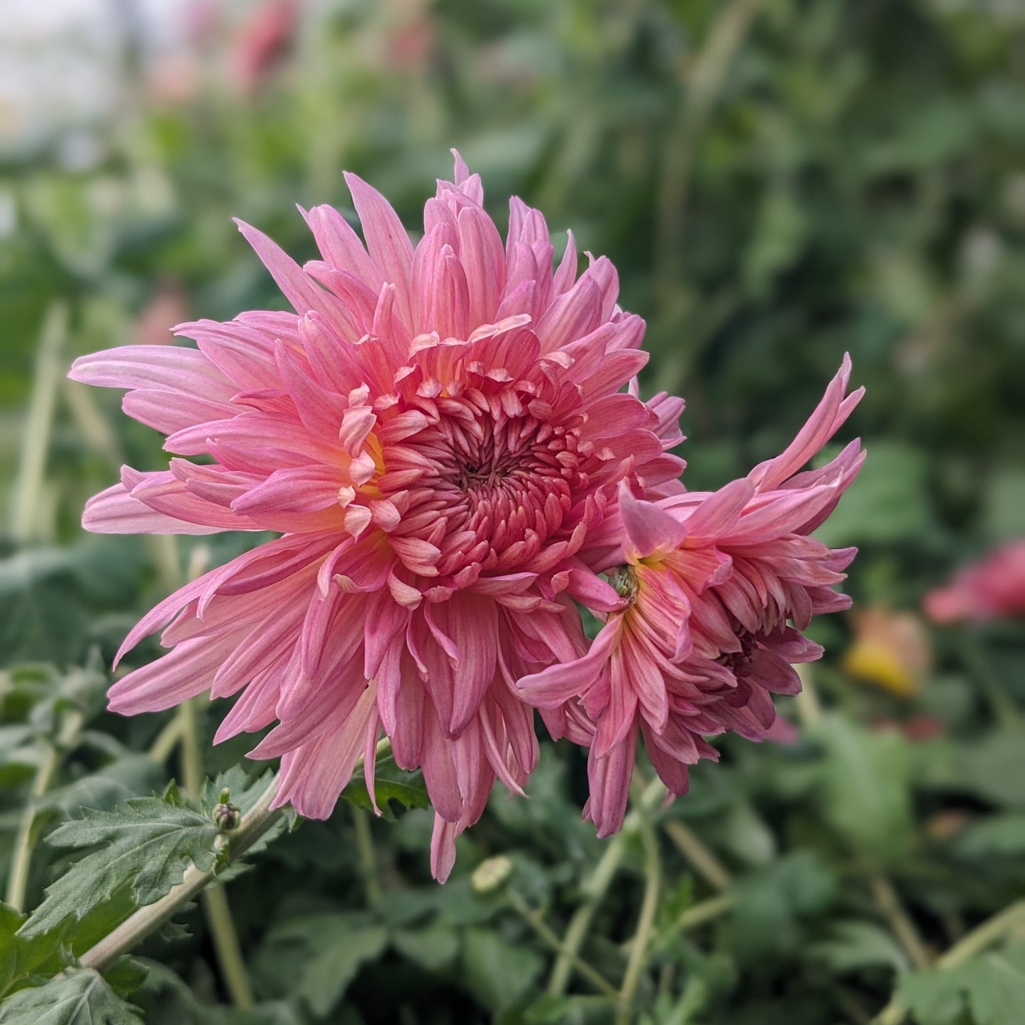 Chrysanthemum - Peach John Wingfield x 2