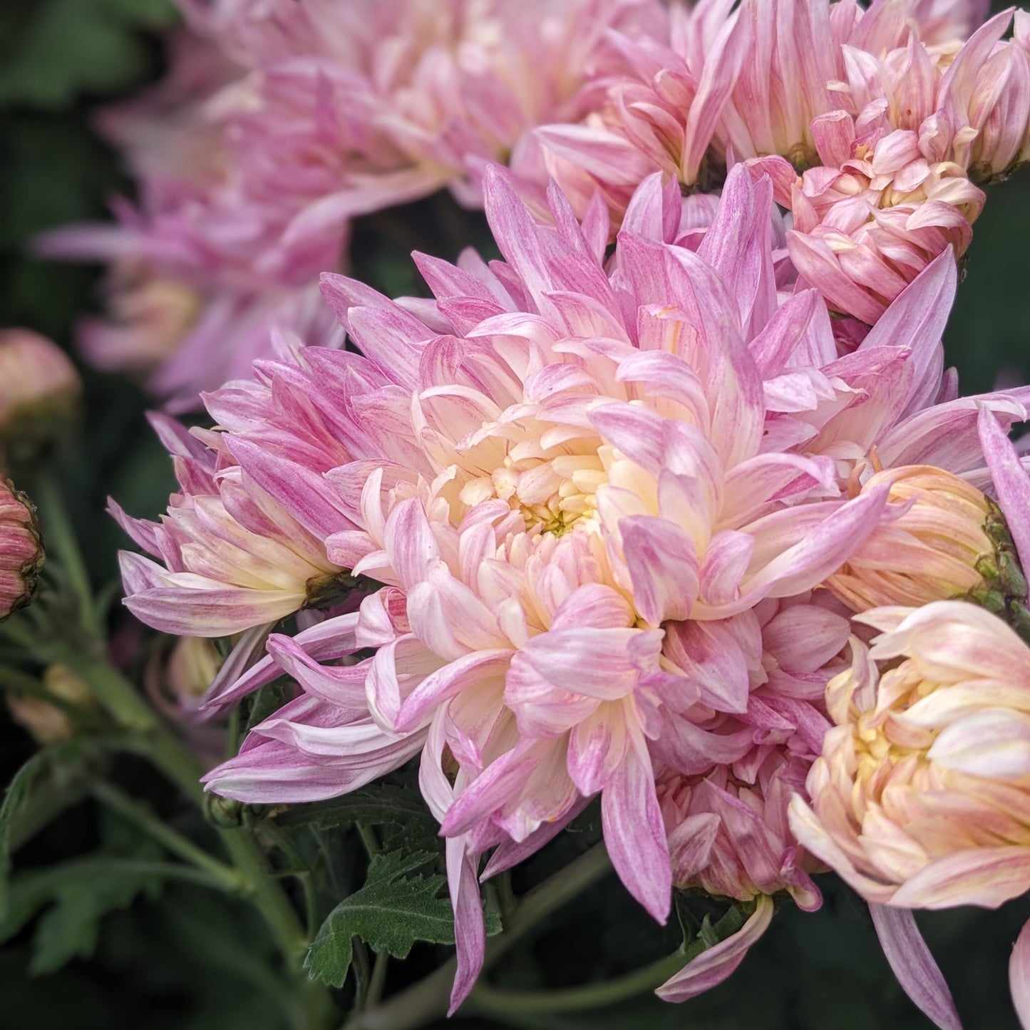 Chrysanthemum - Pearl Edward Shaw x 2