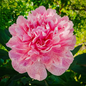 Peony 'Pietertje Vriend'