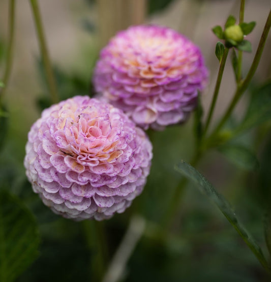 Dahlia - Ping Pong
