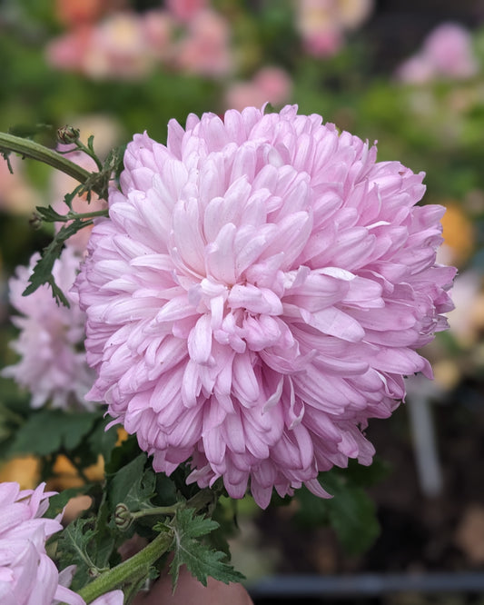Chrysanthemum - Pink Courtier x 2
