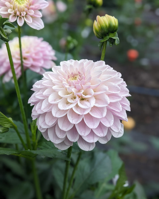 Dahlia - Pink Silk