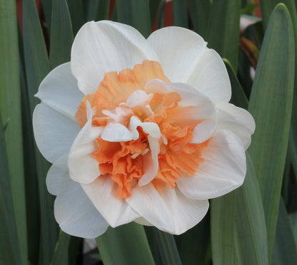 Narcissus 'Pink Paradise' - 10 Bulbs