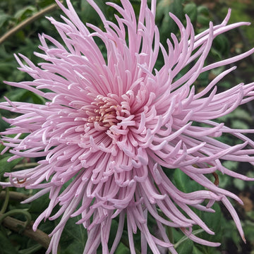 Chrysanthemum - Pink Rayonette x 2