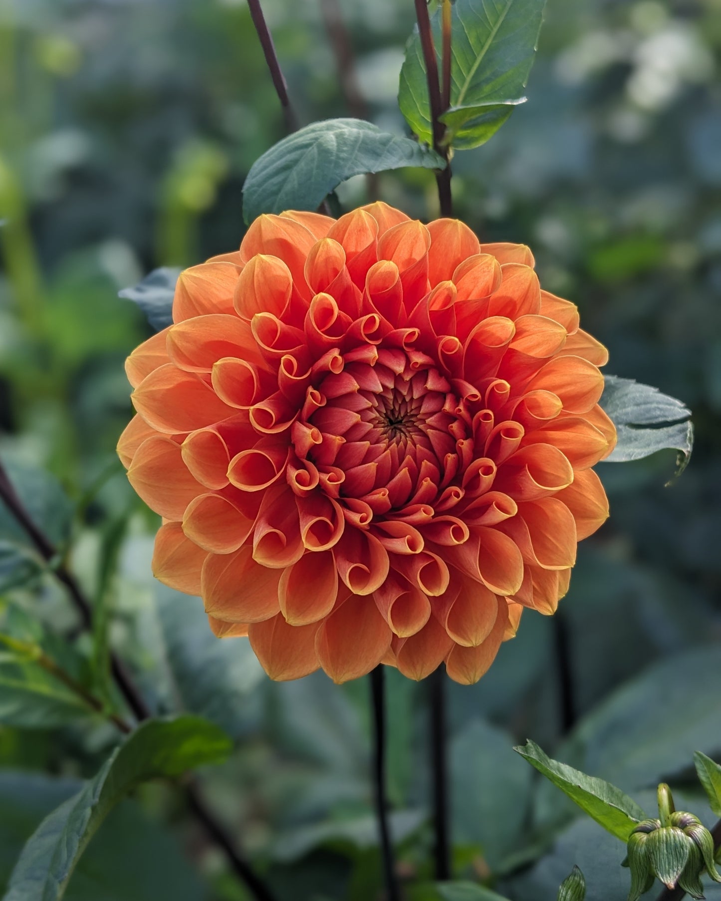 Dahlia - Portofino