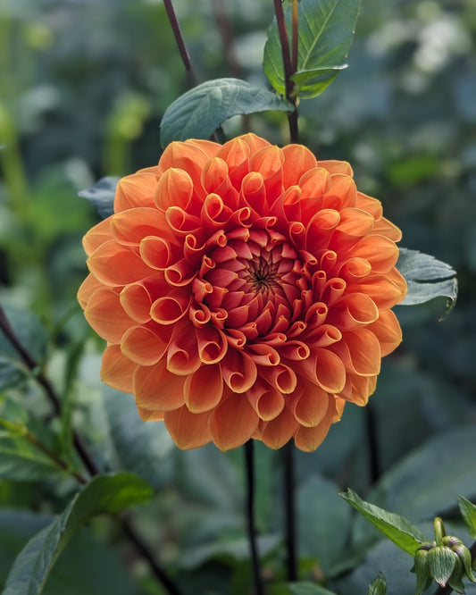 Dahlia - Portofino