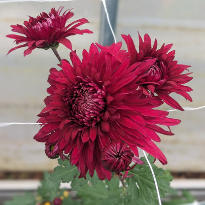 Chrysanthemum - Pot Black x 2