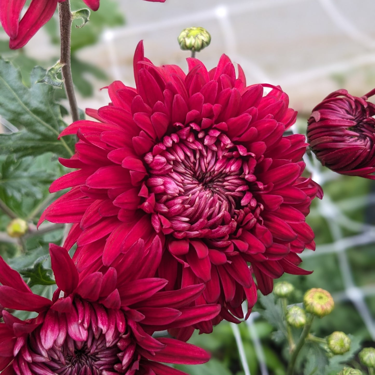 Chrysanthemum - Pot Black x 2