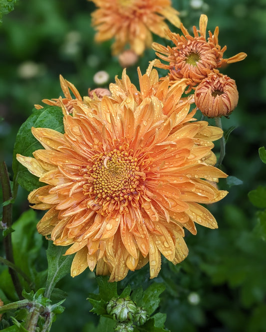 Chrysanthemum - Prom King x 2