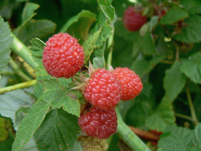 Everbearing Raspberry