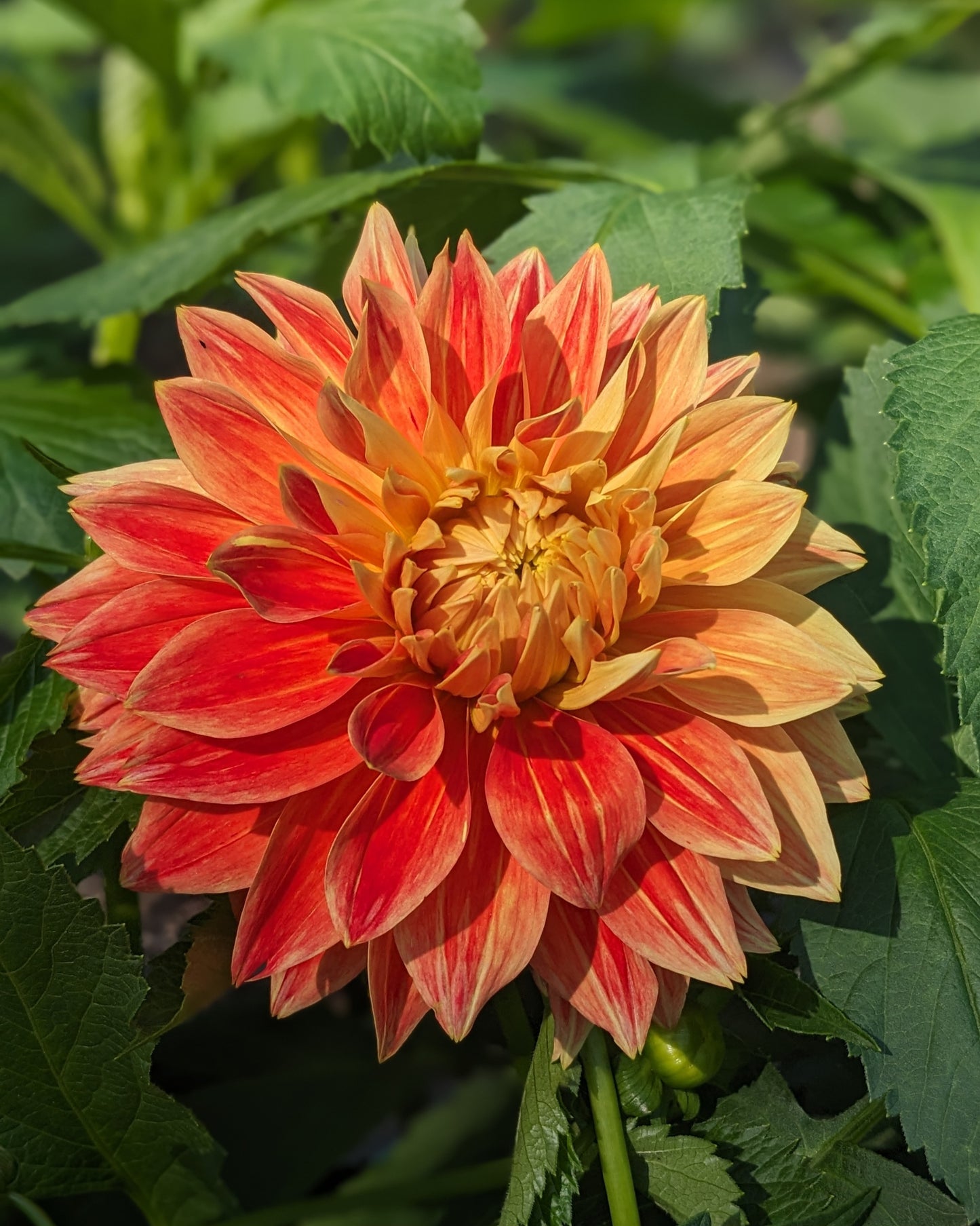 Dahlia - Punkin Spice