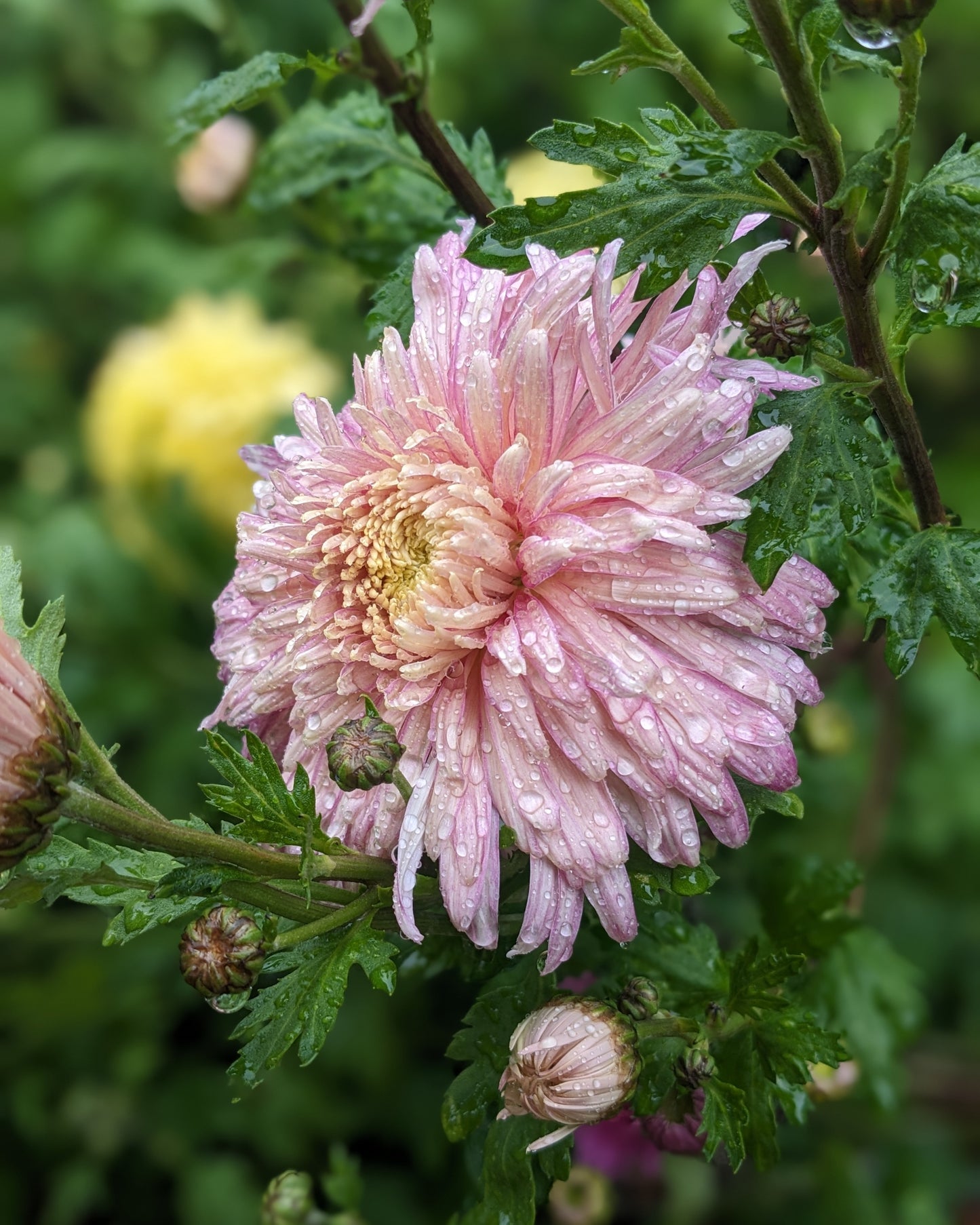 Chrysanthemum - Raspberry Ripple x 2