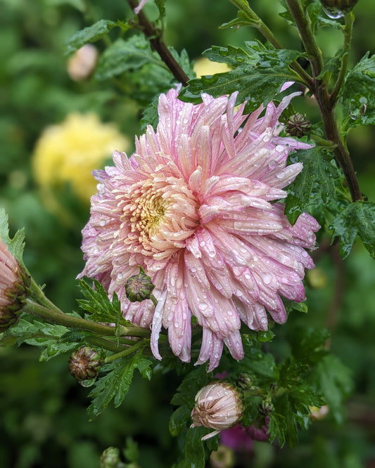Chrysanthemum - Raspberry Ripple x 2