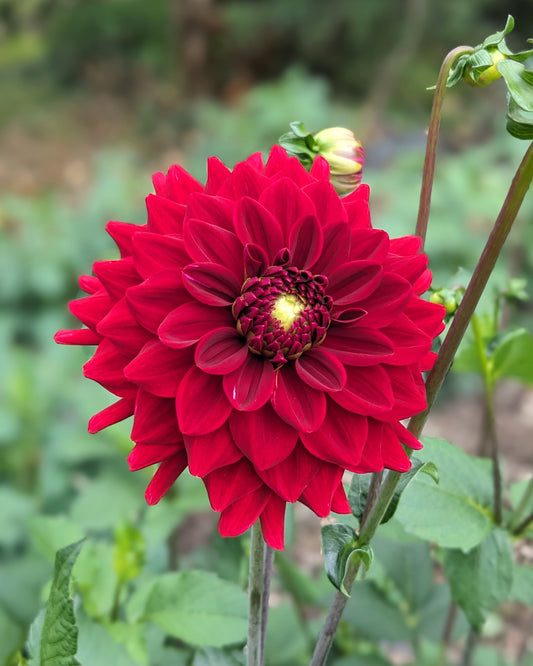 Dahlia - Red Runner