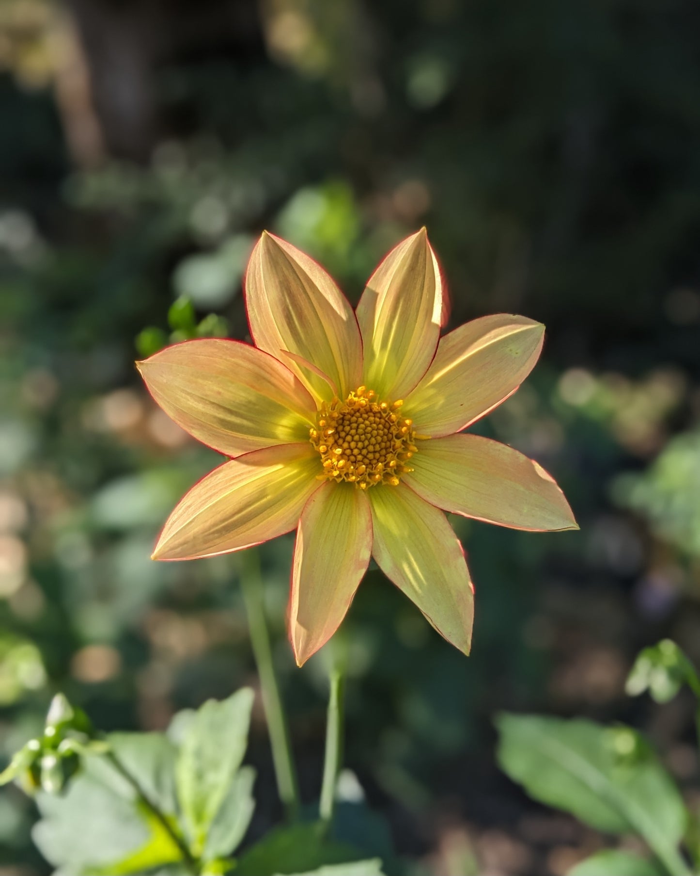Dahlia - River's Peach Bellini